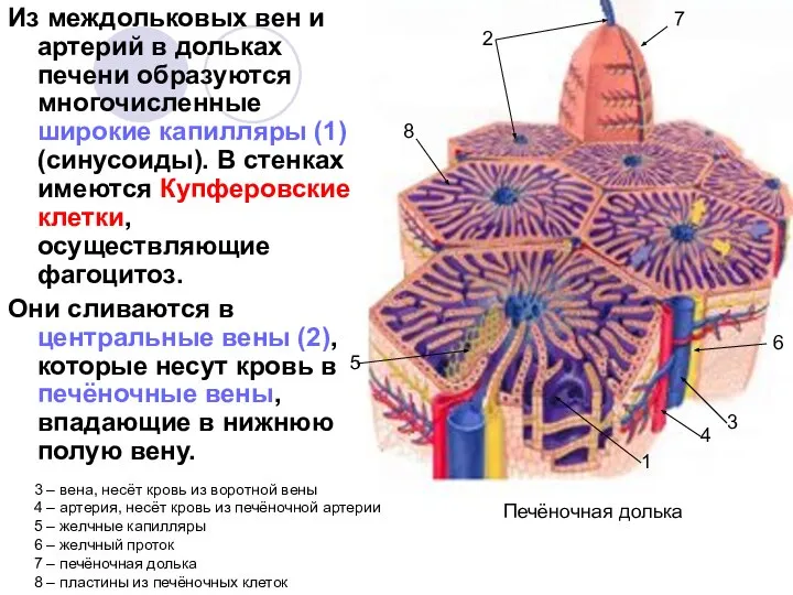 Из междольковых вен и артерий в дольках печени образуются многочисленные широкие