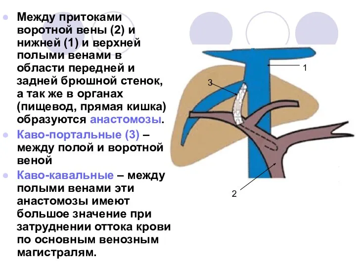 Между притоками воротной вены (2) и нижней (1) и верхней полыми