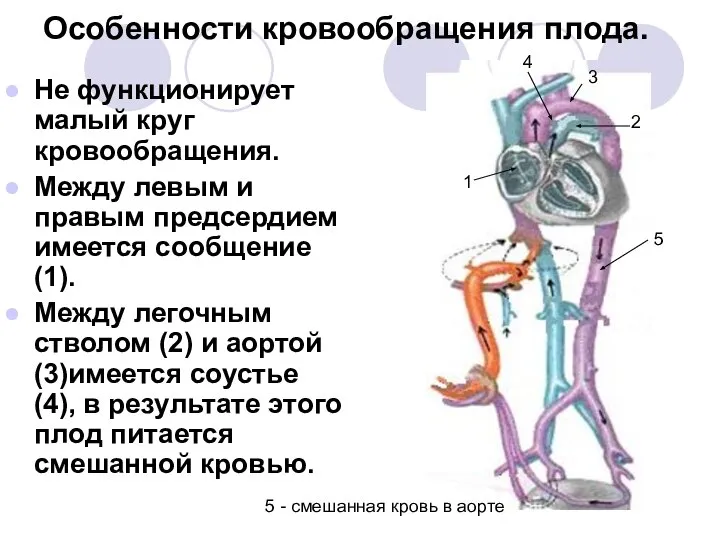 Особенности кровообращения плода. Не функционирует малый круг кровообращения. Между левым и