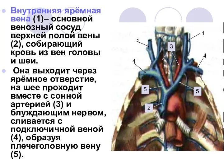 Внутренняя ярёмная вена (1)– основной венозный сосуд верхней полой вены (2),