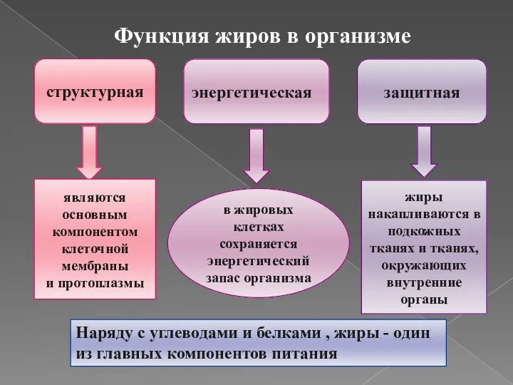 Функция жиров в организме структурная энергетическая в жировых клетках сохраняется энергетический