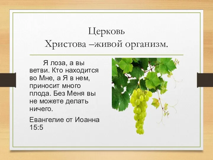 Церковь Христова –живой организм. Я лоза, а вы ветви. Кто находится