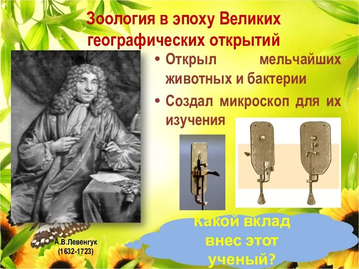 Зоология в эпоху Великих географических открытий А.В.Левенгук(1632-1723) Открыл мельчайших животных и