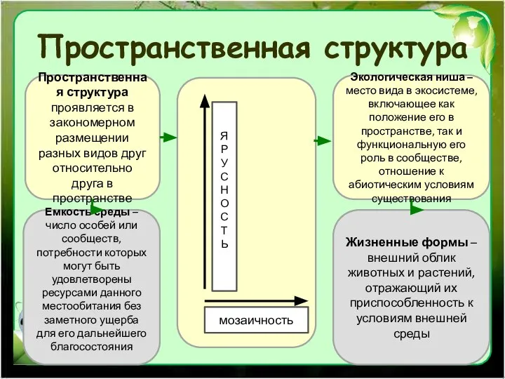 Пространственная структура Жизненные формы – внешний облик животных и растений, отражающий