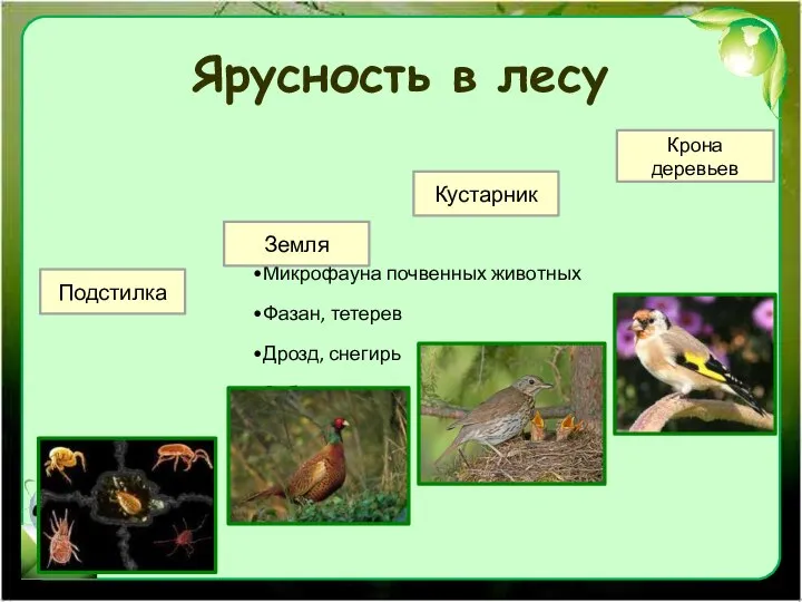 Ярусность в лесу Микрофауна почвенных животных Фазан, тетерев Дрозд, снегирь Зяблик,