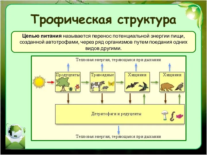 Трофическая структура Цепью питания называется перенос потенциальной энергии пищи, созданной автотрофами,