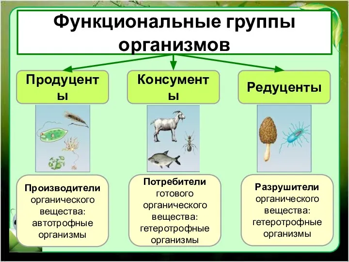 Функциональные группы организмов Продуценты Консументы Редуценты Производители органического вещества: автотрофные организмы