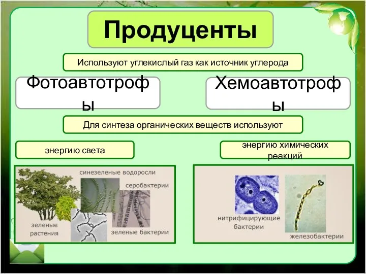 Продуценты Используют углекислый газ как источник углерода Фотоавтотрофы Хемоавтотрофы Для синтеза