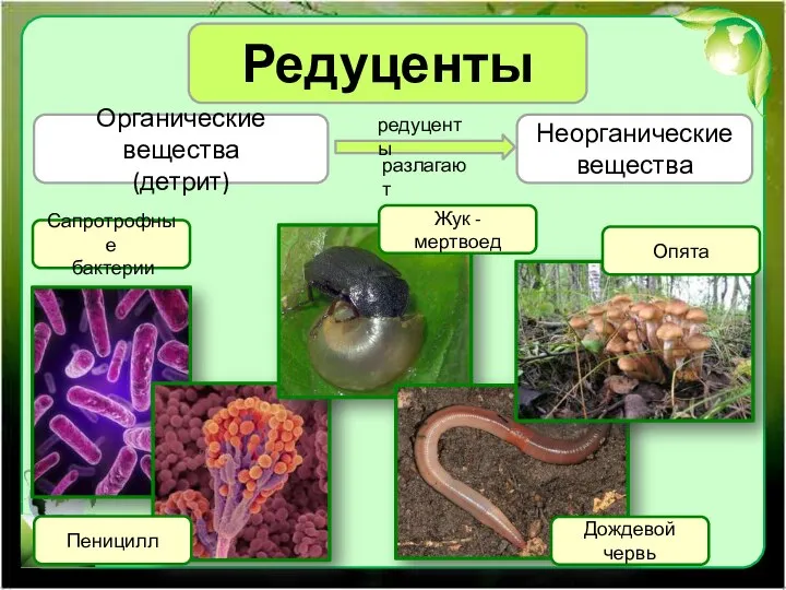 Редуценты Органические вещества (детрит) Неорганические вещества Сапротрофные бактерии редуценты разлагают Пеницилл