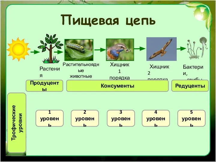 Пищевая цепь Растения Растительноядные животные Хищник 1 порядка Хищник 2 порядка