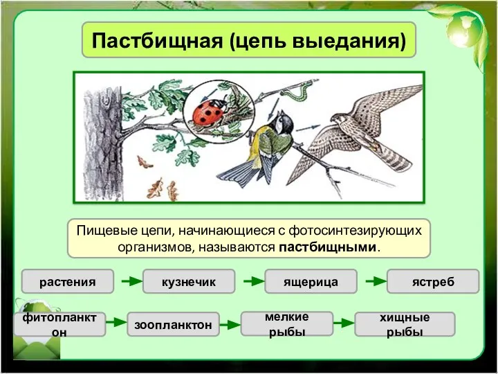 Пастбищная (цепь выедания) Пищевые цепи, начинающиеся с фотосинтезирующих организмов, называются пастбищными.