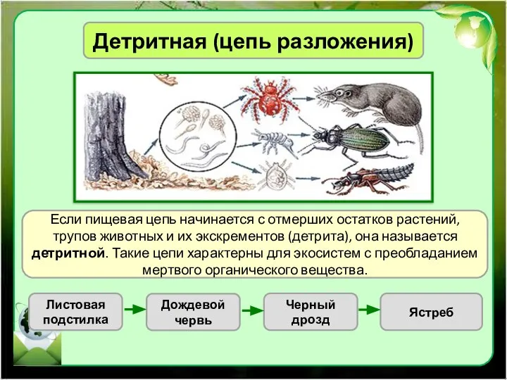 Детритная (цепь разложения) Если пищевая цепь начинается с отмерших остатков растений,