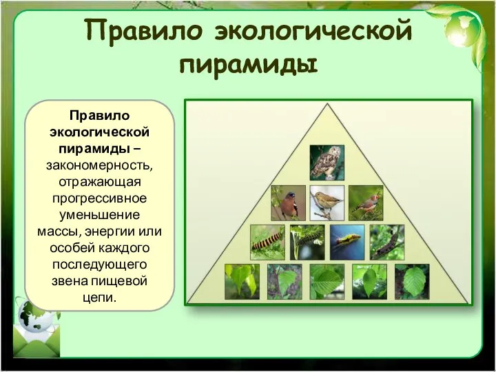 Правило экологической пирамиды Правило экологической пирамиды – закономерность, отражающая прогрессивное уменьшение