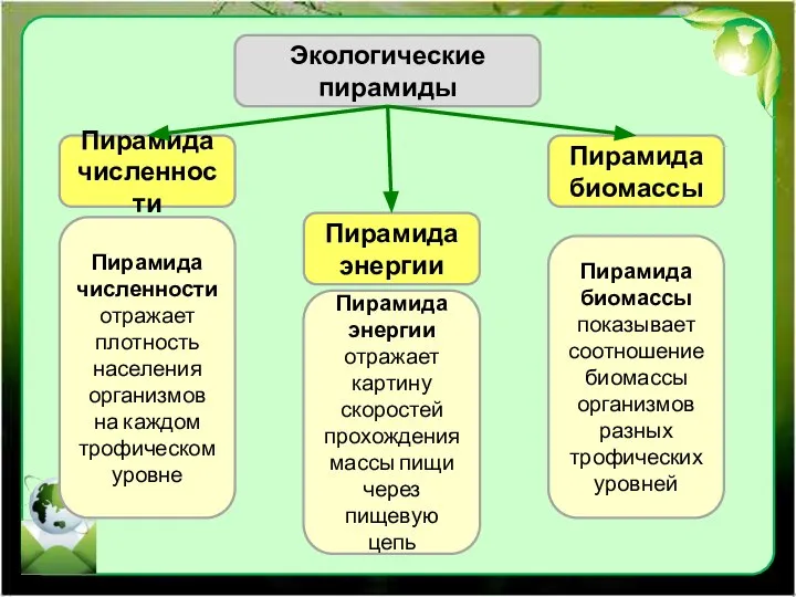 Экологические пирамиды Пирамида численности Пирамида биомассы Пирамида энергии Пирамида биомассы показывает