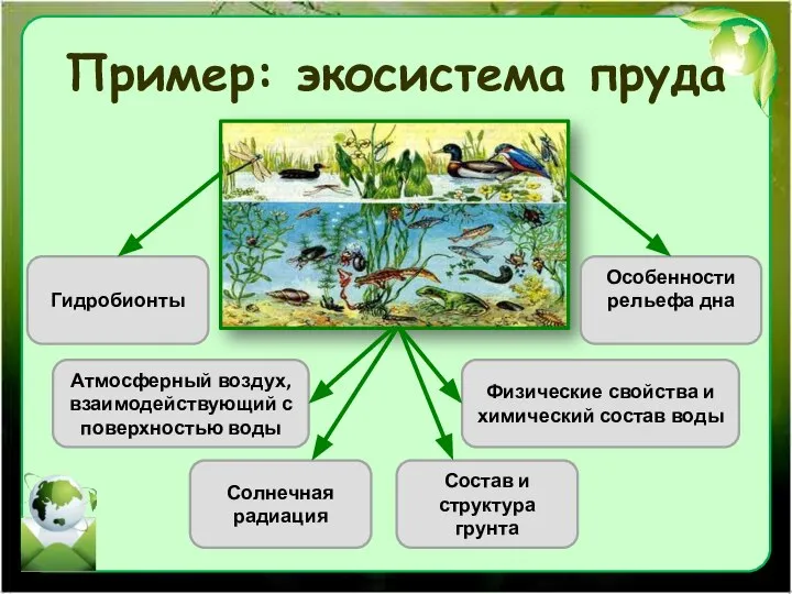 Пример: экосистема пруда Гидробионты Атмосферный воздух, взаимодействующий с поверхностью воды Солнечная