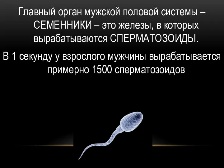 Главный орган мужской половой системы – СЕМЕННИКИ – это железы, в