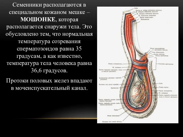 Семенники располагаются в специальном кожаном мешке – МОШОНКЕ, которая располагается снаружи