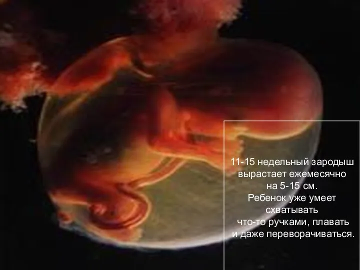 ПЛОД, 16 НЕДЕЛЬ 11-15 недельный зародыш вырастает ежемесячно на 5-15 см.