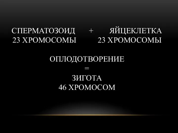 СПЕРМАТОЗОИД + ЯЙЦЕКЛЕТКА 23 ХРОМОСОМЫ 23 ХРОМОСОМЫ ОПЛОДОТВОРЕНИЕ = ЗИГОТА 46 ХРОМОСОМ