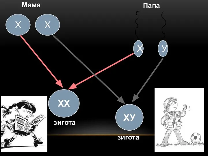 Х У Папа Мама Х Х ХХ ХУ зигота зигота