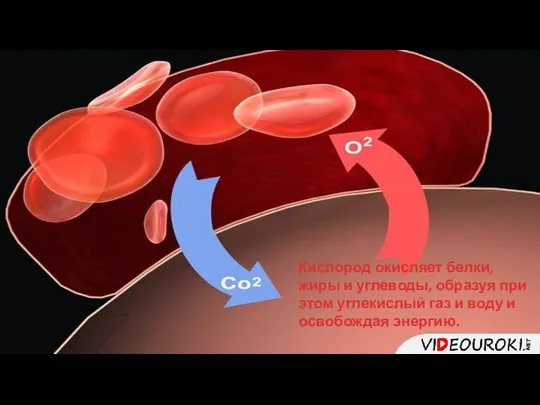 Кислород окисляет белки, жиры и углеводы, образуя при этом углекислый газ и воду и освобождая энергию.