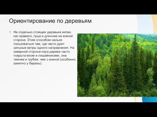 Ориентирование по деревьям На отдельно стоящих деревьях ветви, как правило, гуще