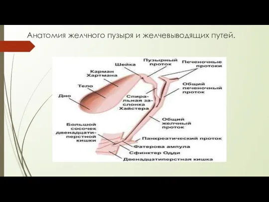 Анатомия желчного пузыря и желчевыводящих путей.