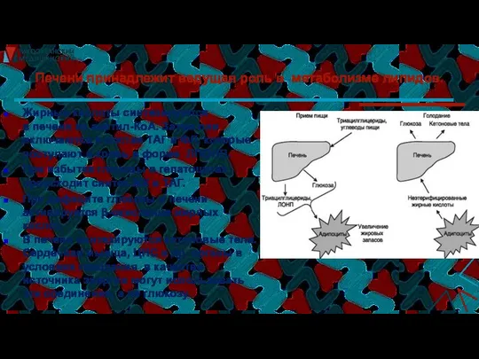 Печени принадлежит ведущая роль в метаболизме липидов. Жирные кислоты синтезируются в