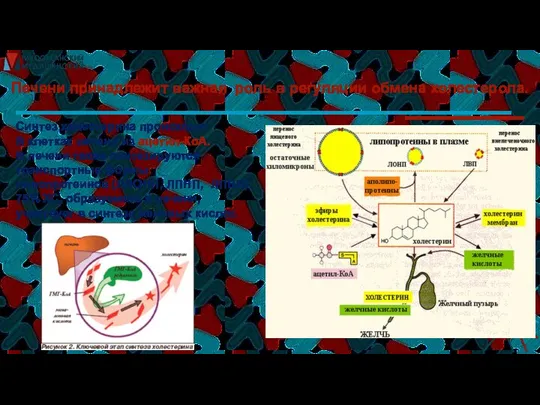 Печени принадлежит важная роль в регуляции обмена холестерола. Синтез холестерина происходит