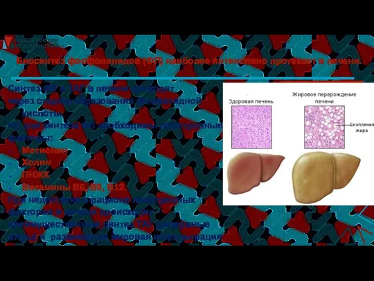 Биосинтез фосфолипидов (ФЛ) наиболее интенсивно протекает в печени. Синтез ФЛ и