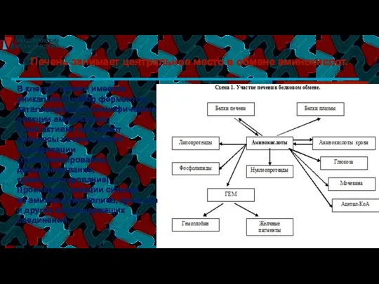 Печень занимает центральное место в обмене аминокислот. В клетках печени имеется
