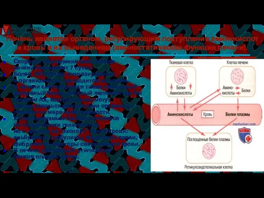 Печень является органом, регулирующим поступление аминокислот в кровь и их выведением