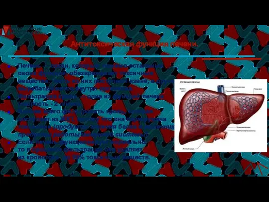 Антитоксическая функция печени. Печень — орган, который, помимо остальных своих функций,
