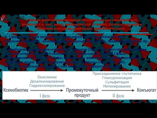 Первая фаза обезвреживания обязательна для гидрофобных веществ, т. к. они могут