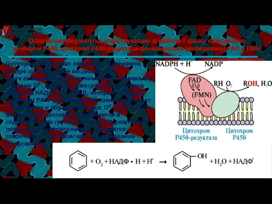 Основные ферменты, участвующие в работе I фазы окисления: цитохром Р450, цитохром
