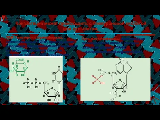 Конъюгация может происходить с глюкуроновой кислотой или сульфатом. УДФ - глюкуронилтрансферазы,