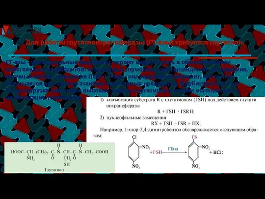 Для работы глутатионтрансферазы (ГТ-азы) требуется глутатион. ГТ-азы - универсальные ферменты, играют