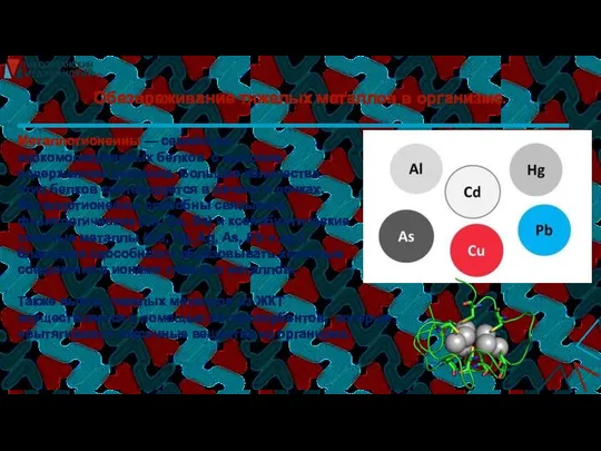 Обезвреживание тяжелых металлов в организме. Металлотионеины — семейство низкомолекулярных белков с