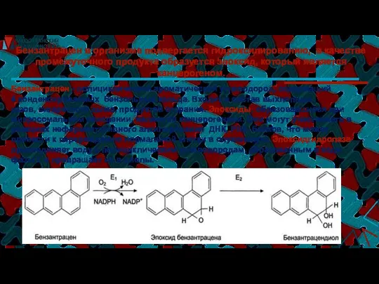 Бензантрацен в организме подвергается гидроксилированию, в качестве промежуточного продукта образуется эпоксид,