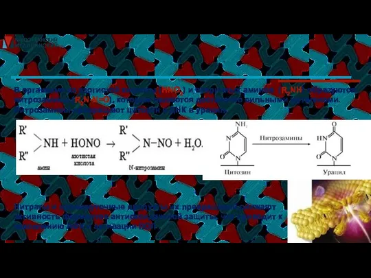 В организме из азотистой кислоты (HNO2) и вторичных аминов (R2NH) образуются