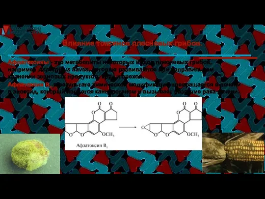 Влияние токсинов плесневых грибов. Афлатоксины - это метаболиты некоторых видов плесневых