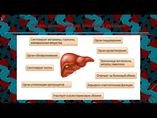 Печень выполняет ряд ключевых функций: