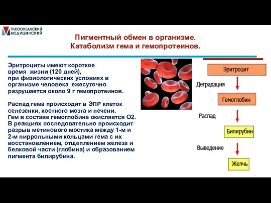 Пигментный обмен в организме. Катаболизм гема и гемопротеинов. Эритроциты имеют короткое