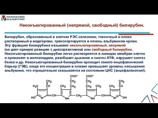 Неконъюгированный (непрямой, свободный) билирубин. Билирубин, образованный в клетках РЭС селезенки, токсичный