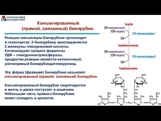 Конъюгированный (прямой, связанный) билирубин. Реакции конъюгации билирубина происходят в гепатоцитах. К