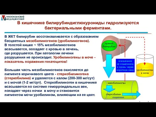 В кишечнике билирубиндиглюкурониды гидролизуются бактериальными ферментами. В ЖКТ билирубин восстанавливается с