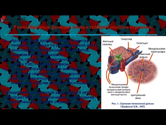 Разнообразные функции печени требуют особого строения. Артериальная кровь проходит к центру