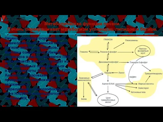 Метаболическая функция печени. Печень перекрещивает метаболизм углеводов, липидов и белков. Печень