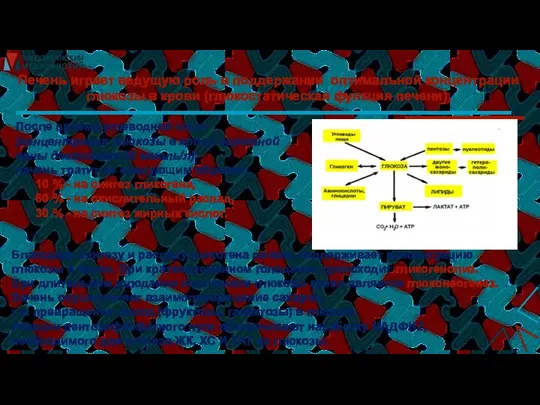 Печень играет ведущую роль в поддержании оптимальной концентрации глюкозы в крови