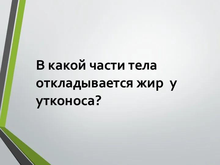 В какой части тела откладывается жир у утконоса?